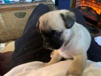 Pug Puppies for sale in San Diego, California. price: $85,826,200