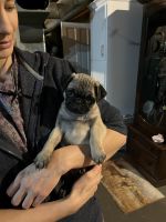Pug Puppies for sale in Goshen, Indiana. price: $750