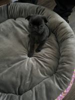 Pug Puppies for sale in Fontana, California. price: $300