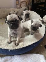 Pug Puppies for sale in South San Francisco, California. price: $500
