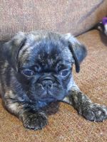 Pug Puppies for sale in Edgerton, WI 53534, USA. price: $600