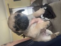 Pug Puppies for sale in Douglasville, GA 30134, USA. price: $550
