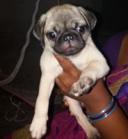 Pug Puppies for sale in Chennai, Tamil Nadu. price: 10,000 INR
