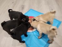 Pug Puppies for sale in Long Beach, California. price: $800