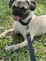 Pug Puppies for sale in West Palm Beach, Florida. price: $1,450