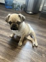 Pug Puppies for sale in South River, New Jersey. price: $800