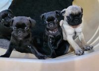 Pug Puppies for sale in Daytona Beach, Florida. price: $1,200