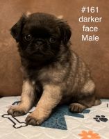 Pug Puppies for sale in Loomis, CA 95650, USA. price: $1,000