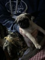 Pug Puppies for sale in Redwood Falls, Minnesota. price: $1,200
