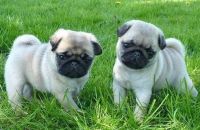 Pug Puppies for sale in Cleveland, Ohio. price: $400
