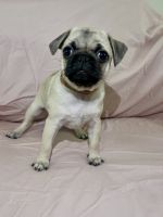 Pug Puppies for sale in Sarasota, Florida. price: $1,250