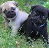 Pug Puppies for sale in Lawrenceville, Georgia. price: $500