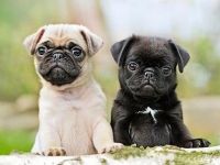 Pug Puppies for sale in Detroit, Michigan. price: $500