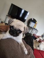 Pug Puppies for sale in Clementon, New Jersey. price: $800