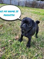 Pug Puppies for sale in Austin, TX, USA. price: $950