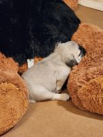 Pug Puppies for sale in Trussville, Alabama. price: $775