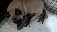 Pug Puppies for sale in Victorville, California. price: $350