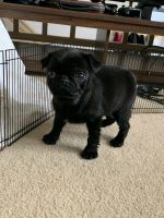 Pug Puppies for sale in State College, Pennsylvania. price: $600