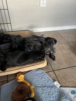 Pug Puppies for sale in Surprise, Arizona. price: $500