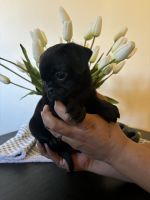 Pug Puppies for sale in Phoenix, Arizona. price: $400