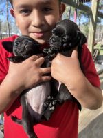 Pug Puppies for sale in Swainsboro, Georgia. price: $400