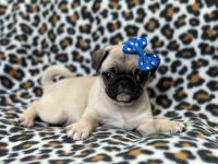 Pug Puppies for sale in Lakeland, Florida. price: $1,150