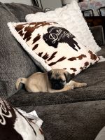 Pug Puppies for sale in St. Cloud, Minnesota. price: $1,000