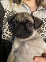 Pug Puppies for sale in Lubbock, Texas. price: $500