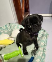 Pug Puppies for sale in Fort Worth, Texas. price: $600