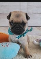 Pug Puppies for sale in Deer Trail, CO 80105, USA. price: $2,250