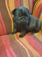 Pug Puppies for sale in Edgerton, Wisconsin. price: $1,200