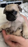 Pugalier Puppies for sale in Etiwanda, CA 91739, USA. price: NA