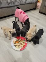 Pugalier Puppies for sale in Long Beach, California. price: $800