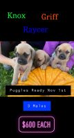 Puggle Puppies Photos