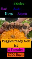 Puggle Puppies Photos