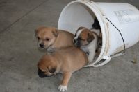 Puggle Puppies for sale in LaGrange, IN 46761, USA. price: NA