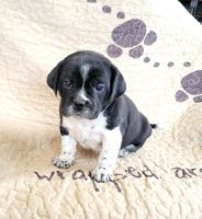 Puggle Puppies for sale in Ava, MO 65608, USA. price: NA