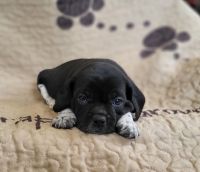 Puggle Puppies for sale in Ava, MO 65608, USA. price: NA