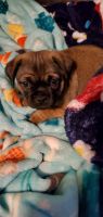 Puggle Puppies for sale in New Castle, PA, USA. price: NA