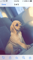 Puggle Puppies for sale in South Bend, IN 46628, USA. price: NA