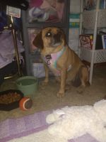 Puggle Puppies for sale in Lebanon, PA, USA. price: NA