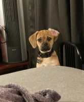 Puggle Puppies for sale in Edgewater, NJ 07020, USA. price: NA