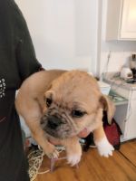 Puggle Puppies for sale in 2666 N 43rd Ave, Phoenix, AZ 85009, USA. price: NA