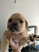 Puggle Puppies for sale in 2666 N 43rd Ave, Phoenix, AZ 85009, USA. price: NA