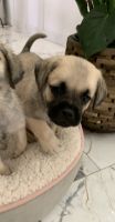 Puggle Puppies for sale in Queen Creek, AZ 85140, USA. price: NA