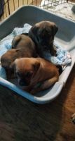 Puggle Puppies for sale in Louisa, VA 23093, USA. price: NA