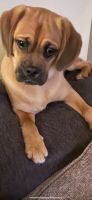 Puggle Puppies for sale in Edison, NJ, USA. price: NA