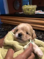 Puggle Puppies for sale in Napanoch, NY, USA. price: NA