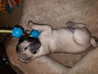 Puggle Puppies for sale in Jeffersonville, IN, USA. price: NA