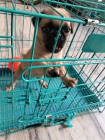 Puggle Puppies for sale in Patiala, Punjab, India. price: 8500 INR